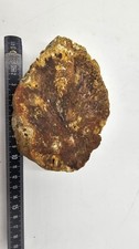 Versteinertes holz kieselholz gebraucht kaufen  Tüßling