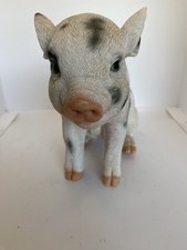 Baby piglet sitting for sale  CHORLEY
