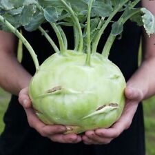 Chou rave superschmelz d'occasion Chou rave superschmelz d'occasion  Luzech