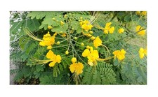 20x caesalpinia pulcherrima gebraucht kaufen  Pfullingen