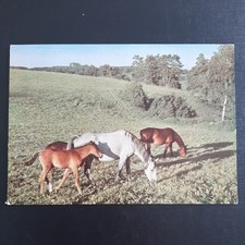 Pferdepostkarte pferd popp gebraucht kaufen  Beeskow