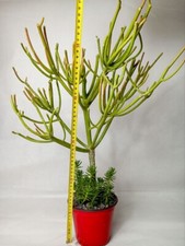 Big pianta euphorbia usato  Catania