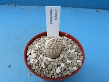 Lithops dorotheae 1.8cm for sale  BIRMINGHAM