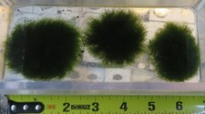 aquarium moss for sale aquarium moss for sale Jewett City