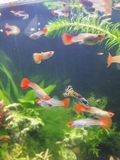 Pesci per acquario usato  Virle Piemonte