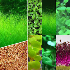 Aquarium plante graine d'occasion  Expédié en France
