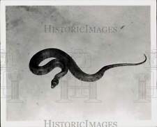 1965 press photo for sale  Memphis