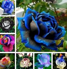 Exotic rare rose for sale  Goldsboro