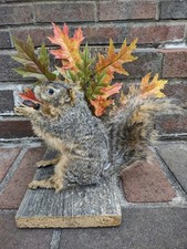 Real beautiful fox for sale  Madawaska