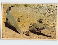 Postcard gambel quail for sale  Almond