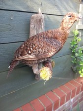 Taxidermy wall mounted for sale  HARTLEPOOL
