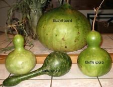 Bottle gourd seeds for sale  Adairsville