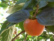 Diospyros kaki rote gebraucht kaufen  Ludwigsburg