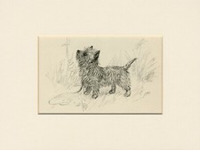 Cairn terrier standing for sale  COLEFORD