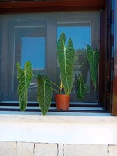 Philodendron melanochrysum mon usato  Bisceglie