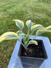 Hosta funkie ben gebraucht kaufen  Gadebusch