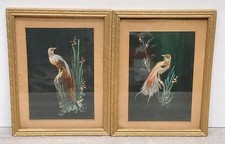 Mexican bird feather for sale  Oak Ridge