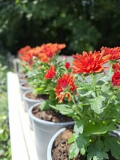 Orange chrysanthemum morifoliu for sale  CHATHAM