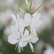 Gaura karalee plug for sale  LONDON
