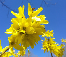 Cuttings yellow bell for sale  King George
