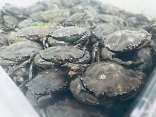Devon peeler crabs for sale  NEWTON ABBOT