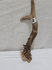Deer roe antler for sale  STOKE-ON-TRENT