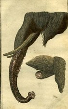 Trompe defense elephant d'occasion  Villeurbanne