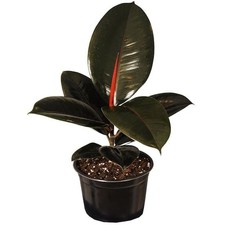 Tall ficus elastica for sale  Miami