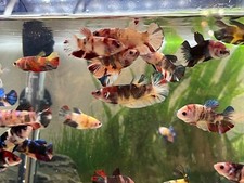 Sale fancy koi for sale  Ellicott City