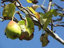 Birne pyrus communis gebraucht kaufen  Tauberbischofsheim