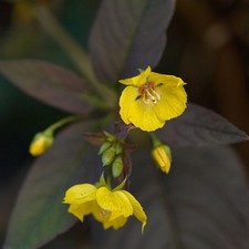 Lysimachia firecracker yellow for sale  LAUNCESTON