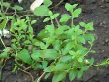 Stevia stevia rebaudiana for sale  BROCKENHURST