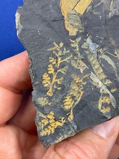 Carboniferous pflanze sphenopt gebraucht kaufen  Saarbrücken