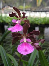 Botanica ltd. epidendrum for sale  Missoula
