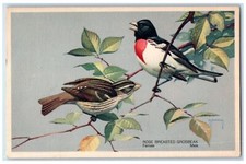 Rose breasted grosbeak for sale  Terre Haute
