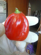 Peperoncino red savina usato  Tivoli