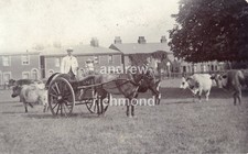 Maldon hutson dairy for sale  ABERYSTWYTH