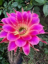 Ibrido trichocereus ka2019.125 usato  Spedire a Italy