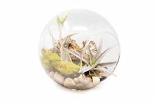 Large hand blown for sale  Saint Augustine