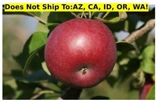 Fruit mcintosh apple for sale  Fort Mill