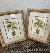 Tropic palm tree for sale  Sebastian