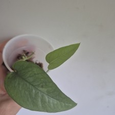 Houseplant starter plant for sale  Wedgefield