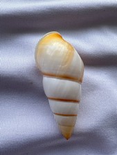 CARACOL TERRESTRE, CONCHA, Amphidromus SP 39,8mm #8860, usado comprar usado CARACOL TERRESTRE, CONCHA, Amphidromus SP 39,8mm #8860, usado comprar usado  Enviando para Brazil