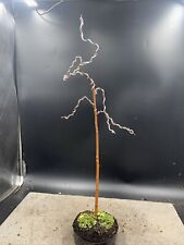 Silver birch bonsai for sale  HULL