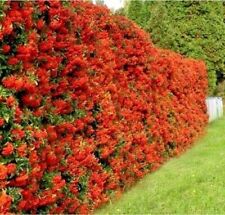 Pyracantha coccinea pianta usato  Caravaggio