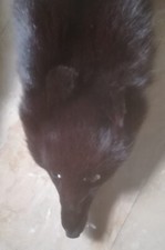 Collo pelliccia volpe usato  Luni