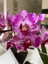 Rchidee phalaenopsis ching gebraucht kaufen  Berlin