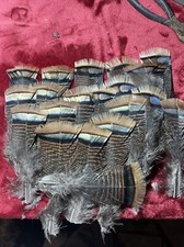 Wild turkey barred for sale  Madison Lake