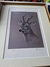 roe deer for sale  RUGBY