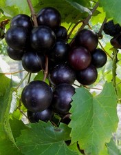 Muscadine grape seeds for sale  Houston
